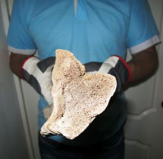Big BONE of a Woolly Rhinoceros Museum Quality FOSSIL Pleistocene 6