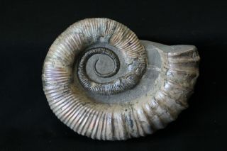 Russian Ammonite Proaustraliceras Sp.