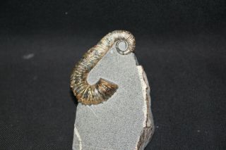 Russian Ammonite Toxoceratoides Royerianus