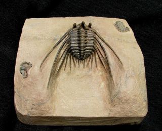 Extinctions - Huge,  Spiny,  Horned Leonaspis Trilobite Fossil -