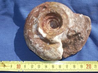 Permian Nautiloid Ceratite Cataparalegoceras Sulcatum Timor 2