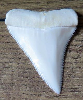 1.  963 " Upper Nature Modern Great White Shark Tooth (teeth)
