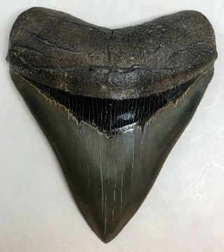Large Museum Quality Upper Anterior Megalodon Fossil Shark Tooth Pathological