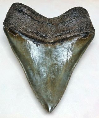 Large MUSEUM QUALITY Upper Anterior Megalodon Fossil Shark Tooth PATHOLOGICAL 2