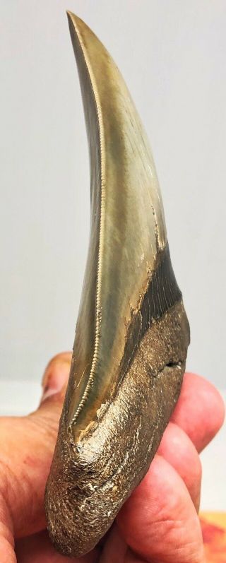 Large MUSEUM QUALITY Upper Anterior Megalodon Fossil Shark Tooth PATHOLOGICAL 3