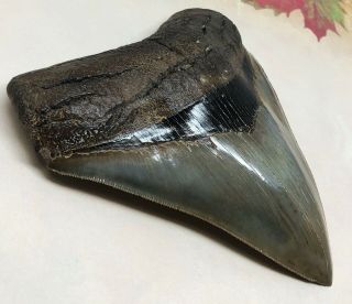 Large MUSEUM QUALITY Upper Anterior Megalodon Fossil Shark Tooth PATHOLOGICAL 4