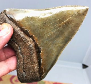 Large MUSEUM QUALITY Upper Anterior Megalodon Fossil Shark Tooth PATHOLOGICAL 5