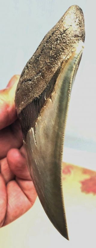 Large MUSEUM QUALITY Upper Anterior Megalodon Fossil Shark Tooth PATHOLOGICAL 7