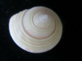 Calliostoma Springeri 29 Mm Very Rare And Large Subtle Iridescence Shell