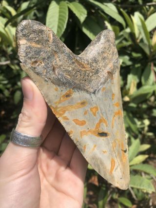 Huge Color 5.  87” Megalodon Tooth Fossil Shark Teeth 2