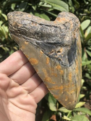 Huge Color 5.  87” Megalodon Tooth Fossil Shark Teeth 5