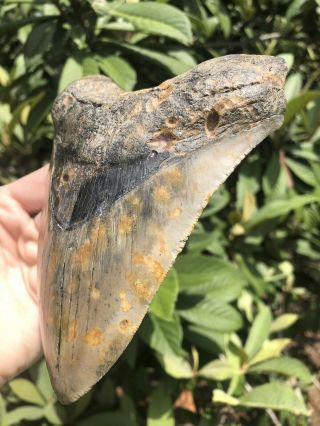 Huge Color 5.  87” Megalodon Tooth Fossil Shark Teeth 6