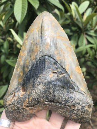 Huge Color 5.  87” Megalodon Tooth Fossil Shark Teeth 7