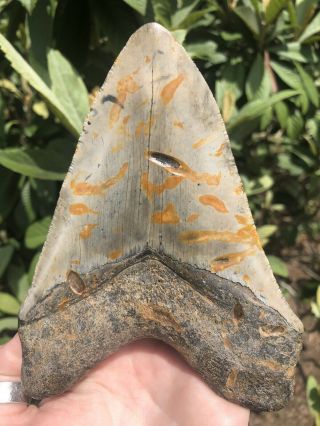 Huge Color 5.  87” Megalodon Tooth Fossil Shark Teeth 8