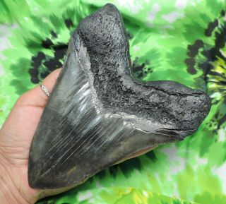 Megalodon Sharks Tooth 6 9/16  inch MONSTER HUGE fossil sharks teeth tooth 10