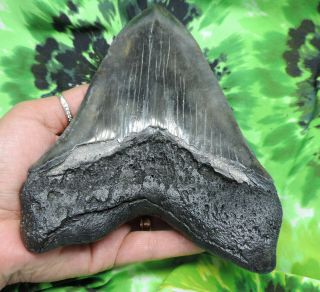 Megalodon Sharks Tooth 6 9/16  inch MONSTER HUGE fossil sharks teeth tooth 11