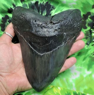 Megalodon Sharks Tooth 6 9/16  Inch Monster Huge Fossil Sharks Teeth Tooth