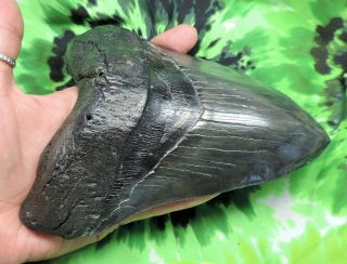 Megalodon Sharks Tooth 6 9/16  inch MONSTER HUGE fossil sharks teeth tooth 2