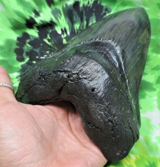 Megalodon Sharks Tooth 6 9/16  inch MONSTER HUGE fossil sharks teeth tooth 3