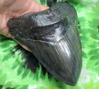 Megalodon Sharks Tooth 6 9/16  inch MONSTER HUGE fossil sharks teeth tooth 4