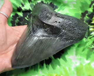 Megalodon Sharks Tooth 6 9/16  inch MONSTER HUGE fossil sharks teeth tooth 5