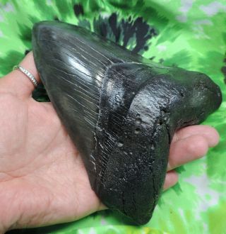 Megalodon Sharks Tooth 6 9/16  inch MONSTER HUGE fossil sharks teeth tooth 6