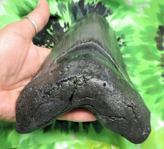 Megalodon Sharks Tooth 6 9/16  inch MONSTER HUGE fossil sharks teeth tooth 7