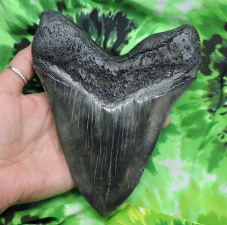 Megalodon Sharks Tooth 6 9/16  inch MONSTER HUGE fossil sharks teeth tooth 8