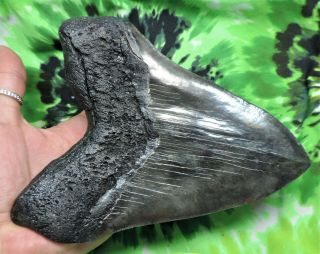 Megalodon Sharks Tooth 6 9/16  inch MONSTER HUGE fossil sharks teeth tooth 9