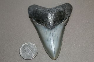 Megalodon Fossil Giant Shark Teeth Natural Large 3.  09 " Commercial Grade