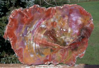 Sis: Hypnotic Glowing Rainbow 14 " Arizona Petrified Wood Slab - Fossil Araucaria