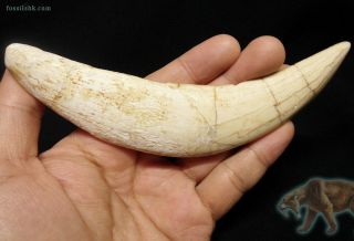 Authentic Saber - Tooth Cat Tiger Canine Tooth Fossil Rooted,  7 Million Years Old