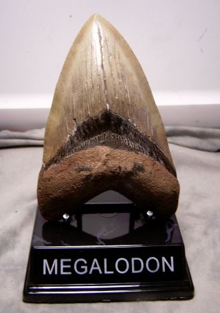 Huge 5 1/8 " Megalodon Shark Tooth Teeth Fossil Jaw Megladon W/ Display Meg Scuba