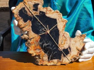 Large Rare Madagascar Petrified Wood Fossil With Tree Rings And Complete Bark