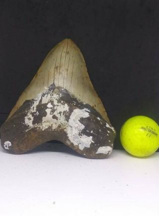 5.  35 " Megalodon Shark Tooth Fossil 100 Authentic