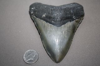 Megalodon Fossil Giant Shark Teeth All Natural Large 4.  34 " Huge Tooth