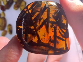21g Big Plant Tree Branch With Many Leaves Burmite Myanmar Amber Insect Fossil