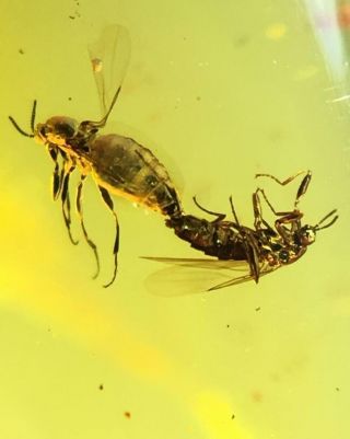 Copulation Mating Empididae Flies Burmite Myanmar Amber Insect Fossil