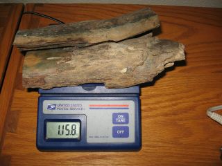 Fossil Wooly Mammoth Bark Tooth Prehistoric Ice Age Specimen X3