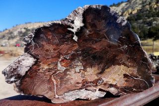 3lb 12oz Nv Nevada Polished Petrified Mcdermitt Wood,  Fossil,  Crystal