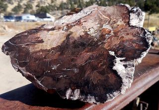 3lb 12oz NV Nevada Polished Petrified McDermitt Wood,  Fossil,  Crystal 2
