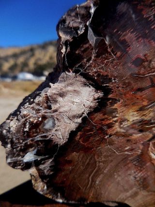 3lb 12oz NV Nevada Polished Petrified McDermitt Wood,  Fossil,  Crystal 3