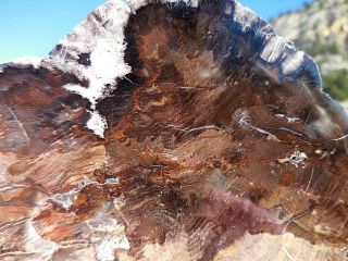 3lb 12oz NV Nevada Polished Petrified McDermitt Wood,  Fossil,  Crystal 5