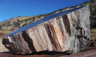 3lb 12oz NV Nevada Polished Petrified McDermitt Wood,  Fossil,  Crystal 6