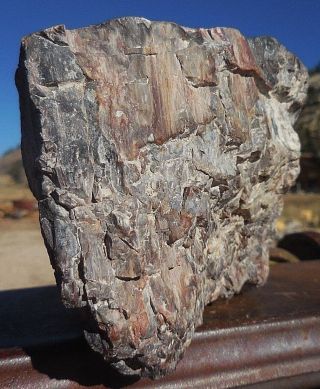 3lb 12oz NV Nevada Polished Petrified McDermitt Wood,  Fossil,  Crystal 7