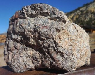 3lb 12oz NV Nevada Polished Petrified McDermitt Wood,  Fossil,  Crystal 8