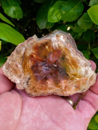 Spectacular Rare Polished Red Purple Agate In Petrified Wood Round Limb Ring 1,