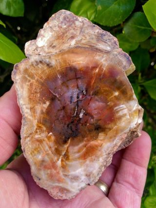 SPECTACULAR RARE POLISHED RED PURPLE AGATE IN PETRIFIED WOOD ROUND LIMB RING 1, 6
