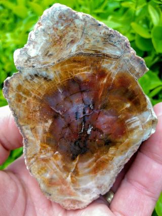 SPECTACULAR RARE POLISHED RED PURPLE AGATE IN PETRIFIED WOOD ROUND LIMB RING 1, 8