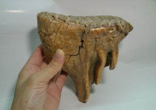 Extinct Siberian Fossil Mammoth Molar